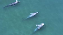 Laguna San Ignacio: el mejor lugar del mundo para interactuar con la ballena gris