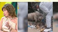 La Guardia Civil busca a la madre de la bebé asesinada y descuartizada cuyos restos aparecieron en una planta de reciclaje