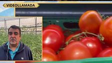El tomate de Almería, en peligro de extinción: "Ya se está produciendo menos"