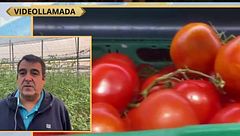 El tomate de Almería, en peligro de extinción: "Ya se está produciendo menos"