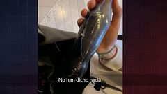 Investigación | Una persona anónima se adentra en el Museo del Prado y descubrimos posibles fallos de seguridad: "Puedes acceder a un cuchillo"