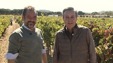 P21 - De vendimia por La Ribera del Duero