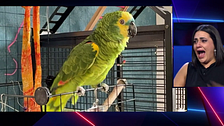 Currito, el loro de Rocío, le comunica una gran noticia: "Eres concursante de 'Gran Hermano'"