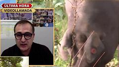 Alerta ante la peste porcina es España: "No es fácil de controlar"