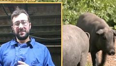 Ganadero, ante el avance de la peste porcina: “Si entra en mi explotación, sería mi fin”