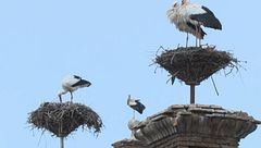 Estampa única en el pueblo de Alfaro, La Rioja, ante la mayor colonia de cigüeñas blancas de Europa
