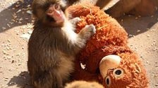 Un final feliz para Punch: las emotivas imágenes del pequeño mono al recibir el primer abrazo de otro macaco