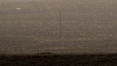 Una plaga de langostas irrumpe en Lanzarote procedente de África