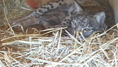 La vida se abre paso en Doñana con el nacimiento de seis cachorros de lince: "Un nuevo logro en dos décadas de trabajo"
