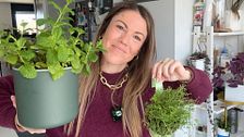 Las tres plantas aromáticas más fáciles de cultivar (o más difíciles de matar) en tu cocina