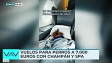 Vuelos de lujo para perros desde 7.000 euros: spa, premios y champán