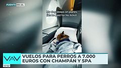 Vuelos de lujo para perros desde 7.000 euros: spa, premios y champán