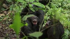 La guerra civil de los simios: descubren una sangrienta lucha entre grupos rivales de chimpancés en Uganda
