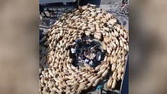 Caos en Ordizia: 1.500 ovejas rodean a vecinos en terrazas y obligan a proteger a un bebé en pleno centro