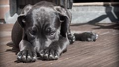 Italia estudia implantar permisos laborales para cuidar mascotas enfermas