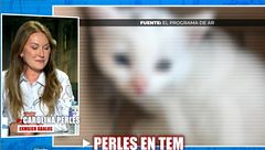 Carolina Perles se emociona en 'Todo es mentira' al recordar las actitudes de su hijo con Ábalos sobre la gata perdida: "Prefiere renunciar a ella"