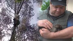 Rescatan a ocho cachorros en una bolsa colgada de un árbol en Castañeda: "Estaban asfixiados"