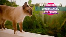 Especial sobre gatos