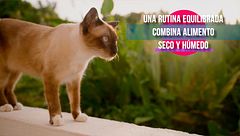 Especial sobre gatos