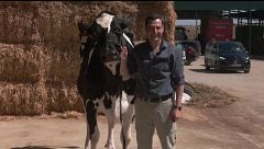 Las vacas talismán de Juanma Moreno para las elecciones en Andalucía: no falla en su visita desde 2019
