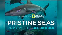 Pristine Seas, el proyecto que lucha por salvar los océanos