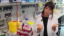 Sara Mederos, neurocientífica: "El cerebro toma decisiones en función del miedo y la ansiedad"