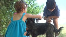 Los españoles tienen más de 15 millones de animales de compañía