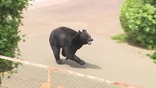 El oso más listo de Fukushima: imposible de capturar tras sortear todo tipo de trampas y herir a cuatro personas