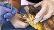 El estudio de plásticos en tortugas marinas del centro de recuperación CRAM