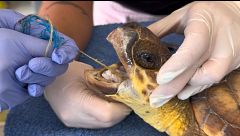 El estudio de plásticos en tortugas marinas del centro de recuperación CRAM