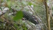 Las especies que podrás encontrar en Sungei Buloh, reserva natural de Singapur: “Es gigante”
