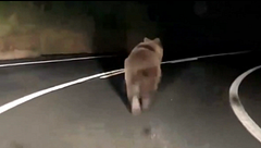 Sorpresa en Navarra tras avistar a un oso pardo en plena carretera
