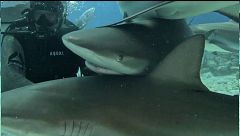 Cara a cara con los tiburones: la aventura submarina más aventura y extrema de Bahamas