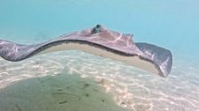 'Viajeros Cuatro' nada entre mantarrayas en Elisabeth Island, la primera isla energética artificial del mundo