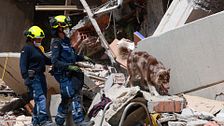 Los perros rescatistas en Venezuela, imprescindibles para hallar supervivientes bajos los escombros