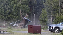 Un bisonte embiste a un turista en el parque de Yellowstone: fue lanzado por los aires a más de dos metros de altura