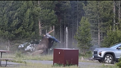 Un bisonte embiste a un turista en el parque de Yellowstone: fue lanzado por los aires a más de dos metros de altura