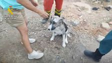 El cabrero que se jugó la vida en el incendio de Los Gallardos para salvar a sus animales: "No tengo otra cosa que darles"
