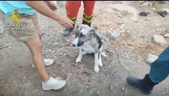El cabrero que se jugó la vida en el incendio de Los Gallardos para salvar a sus animales: "No tengo otra cosa que darles"