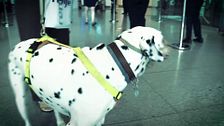 Renfe permitirá viajar con perros de hasta 40 kilos: excluidos los menores de un año, 'PPP' y hembras en celo