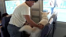 Los perros ya pueden viajar en tren en Renfe como si fueran un pasajero más con una tarifa plana de 40 euros