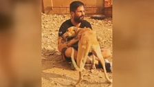 Asociaciones y particulares rescatan perros, caballos y ganado atrapados por el incendio de la Vall d´Uxió: "Los animales también necesitan una oportunidad"