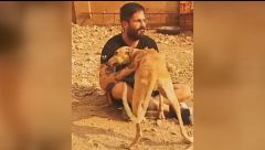 Asociaciones y particulares rescatan perros, caballos y ganado atrapados por el incendio de la Vall d´Uxió: "Los animales también necesitan una oportunidad"