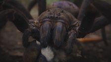 La recreación de la araña gigante congoleña impresiona a Álex N. Lachhein: "Es una pesadilla en vivo"