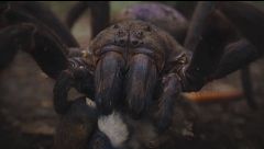La recreación de la araña gigante congoleña impresiona a Álex N. Lachhein: "Es una pesadilla en vivo"