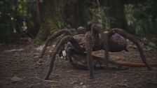 Así es la J'ba Fofi, la araña congoleña gigante que puede llegar a medir un metro y medio