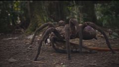 Así es la J'ba Fofi, la araña congoleña gigante que puede llegar a medir un metro y medio