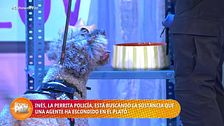 Inés, una perra policía, encuentra una sustancia ilegal escondida en el plató de 'El show de Paz'