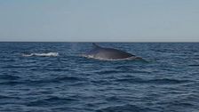 Ballenas en libertad y playas escondidas: la ruta más salvaje por la costa de Cabo de Gata