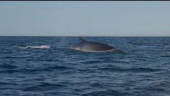 Ballenas en libertad y playas escondidas: la ruta más salvaje por la costa de Cabo de Gata